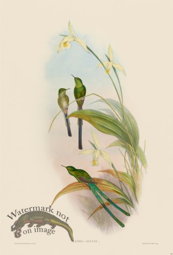 (image for) Gould Hummingbird 167