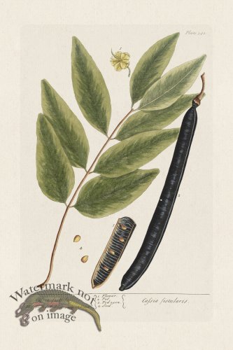 (image for) BEE 381 Cafsia fistula