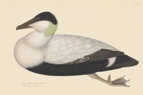 Rudbeck CFA 261 White Backed Eider