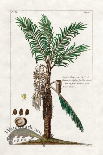 (image for) Buchoz Palm 02