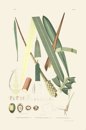 Rodrigues Palm Front 059