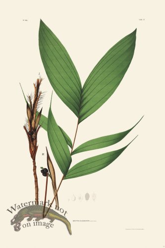 (image for) Rodrigues Palm Front 031