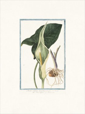 Bonelli 174 Starchwort