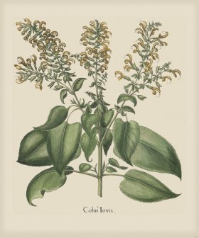 Besler 241 Colored B2