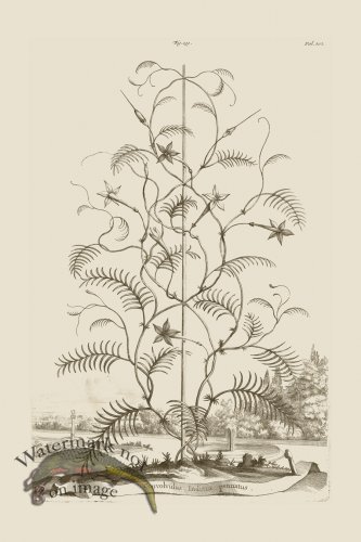 (image for) Abraham Munting 139