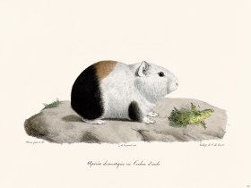 Cuvier 281 Guinea Pig