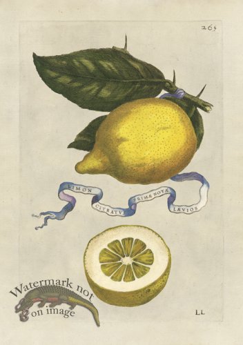 (image for) Ferrari 265