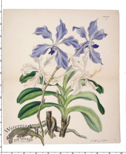 (image for) Curtis Botanical 070