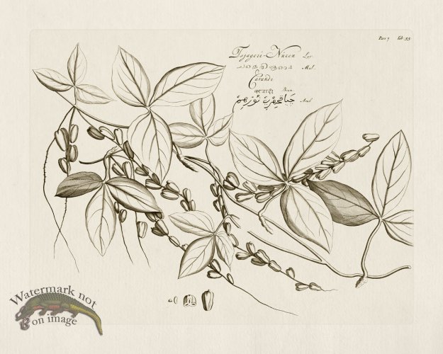 (image for) HORTUS VOl 07 33