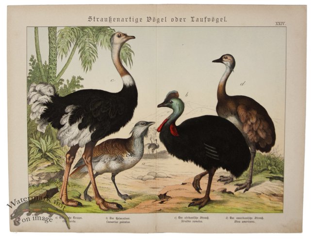 (image for) Ostrich Cassowary