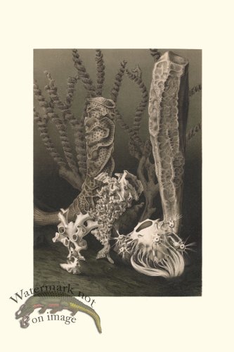 (image for) Underwater 09