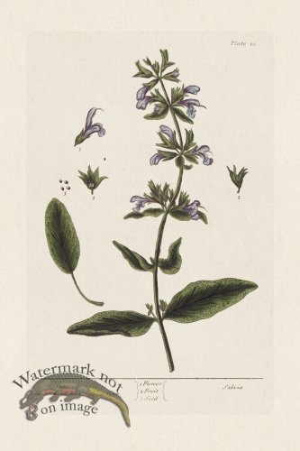 (image for) BEE 009 Sage