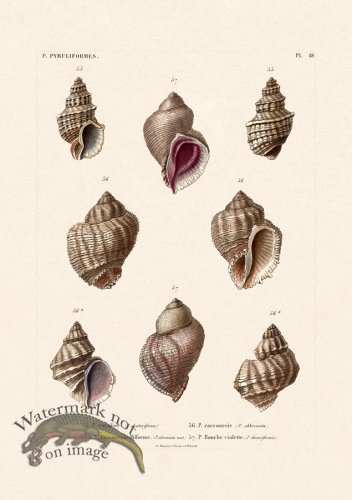 (image for) French Shell 048