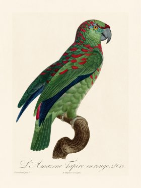 Barraband Parrot 088