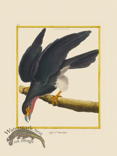 (image for) Martinet Bird 417