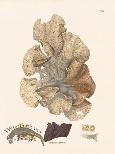 (image for) Oceanie 10