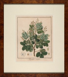 Hayne's Botanical in Burl 13