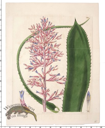 (image for) Curtis Botanical 062