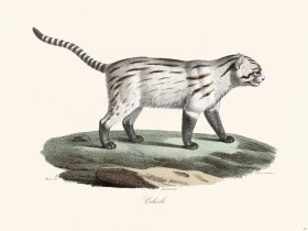 Cuvier 121 Pampas Cat