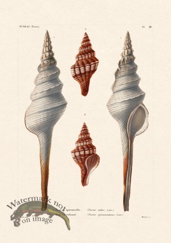 (image for) French Shell 039