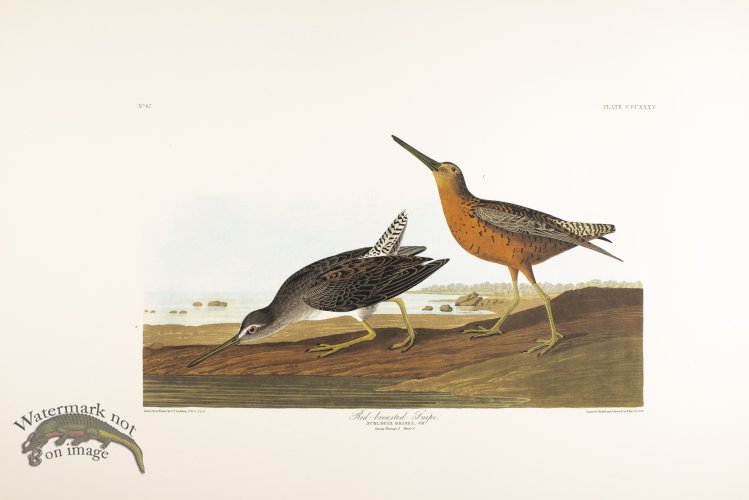 (image for) Red-Breasted Snipe