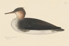 Rudbeck CFA 229 Red Breasted Merganser