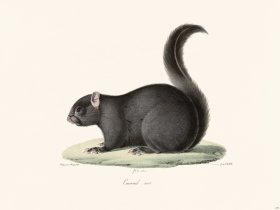 Cuvier 274 Black squirrel