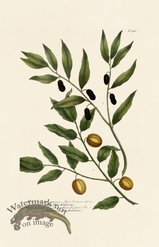 (image for) Weinmann PL 742