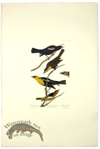 (image for) Nuttall\'s Starling