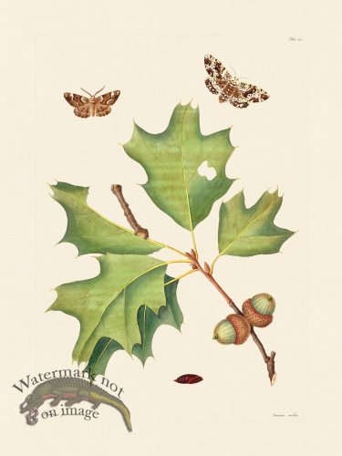 (image for) Abbot Butterfly 103