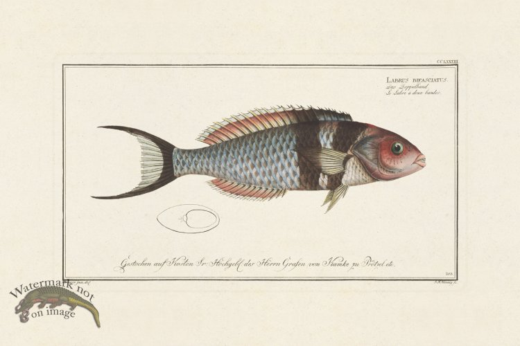 (image for) BLOCH FISH 283