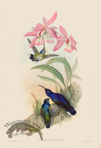 (image for) Gould Hummingbird 045