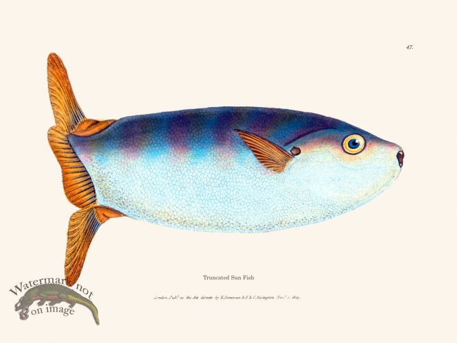 (image for) 047 Truncated Sun Fish