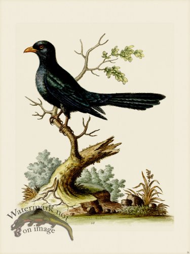 (image for) Edwards 058 Indian Cuckow