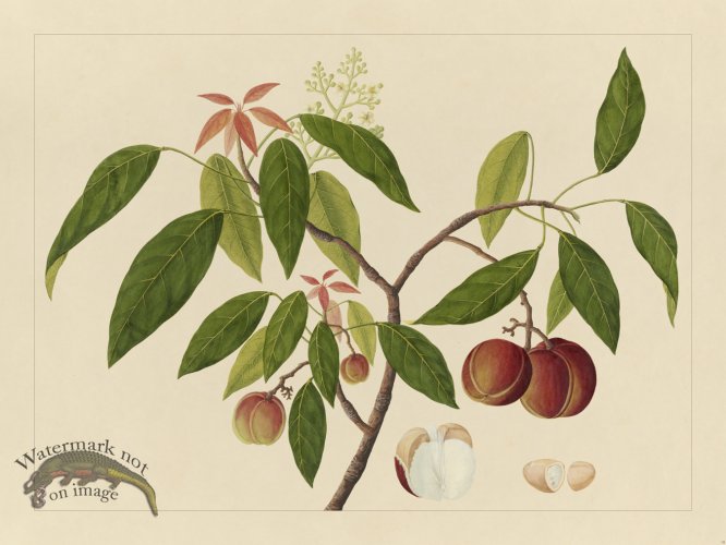 Andalas Botanicals 18
