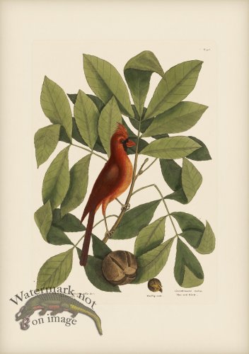 (image for) 038 Red Bird