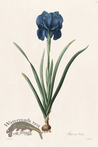 (image for) Les Liliacees Redoute 018