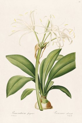 Les Liliacees Redoute 413