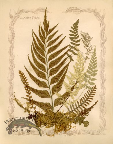 (image for) Jamaican Fern 5oc
