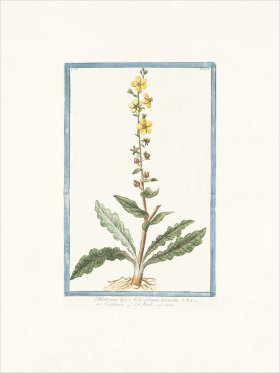 Bonelli 156 Herbe aux mites