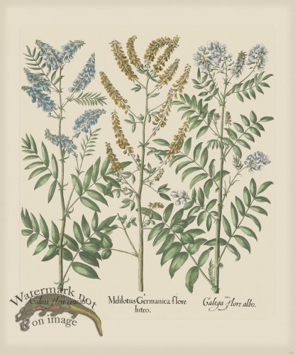 (image for) Besler 273 Colored B2