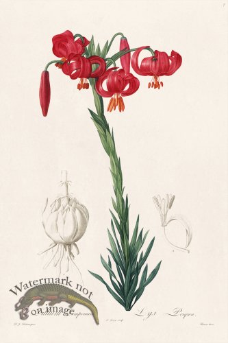 (image for) Les Liliacees Redoute 007