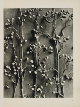 Blossfeldt T 015