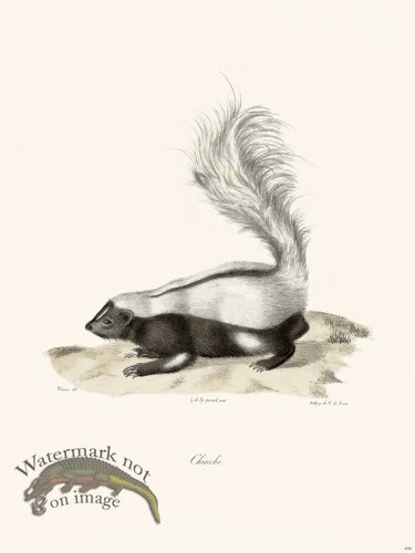 (image for) Cuvier 206 Striped Skunk