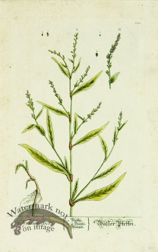 Blackwell German 091