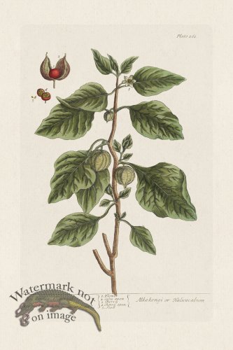 (image for) BEE 161 Red Winter Cherries