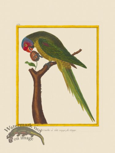 (image for) Martinet Bird 264
