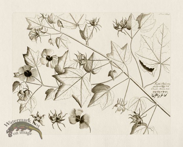 (image for) HORTUS VOl 06 46