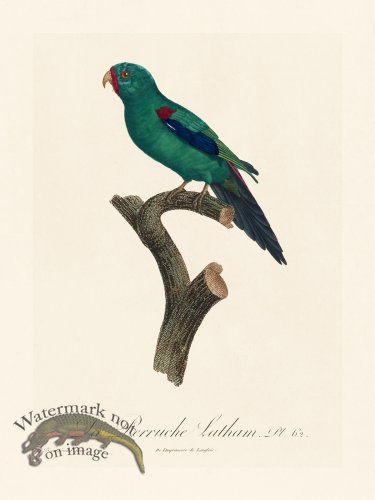(image for) Barraband Parrot 062