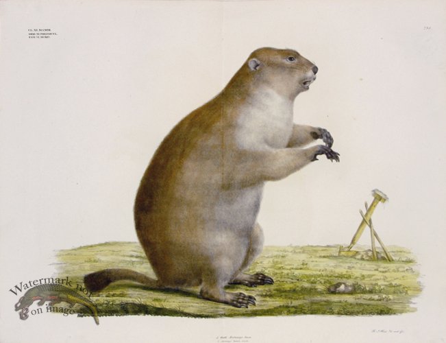 (image for) Goldfuss Tarbagan